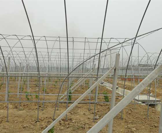 溫室大棚成功案例 溫室大棚成功案例